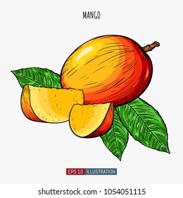 Hand drawn mango isolated. Template for your design works. Engraved style vector illustration.