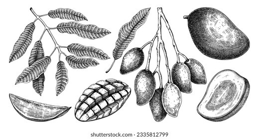 Montajes de mango dibujados a mano. Ilustración de vectores de frutas tropicales. Plantas exóticas con fruta, hojas, ramas en estilo grabado. Elementos de diseño. Dibujo botánico para la etiqueta, embalaje de jugo, menú