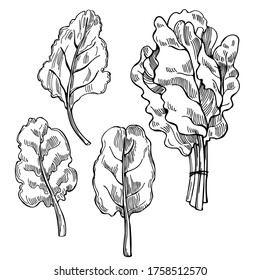 Handgezeichneter Mangold-Salat. Schweizerblätter. Vektorgrafik 