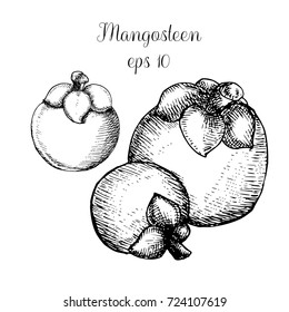 Hand drawn mangosteen