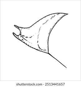 Hand drawn manta ray, vector illustration