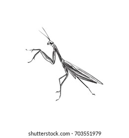 Hand Drawn Mantis Sketch Symbol. Vector Grasshopper Element In Trendy Style.