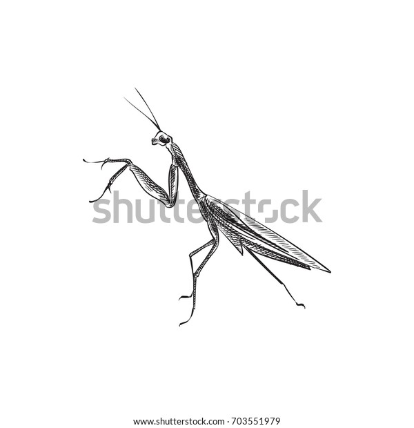 Hand Drawn Mantis Sketch Symbol Vector Stock Vector (Royalty Free ...