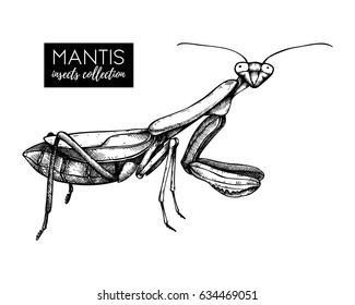 Hand drawn mantis sketch.Vintage style.  Black and white  insect drawing. Vector illustration.