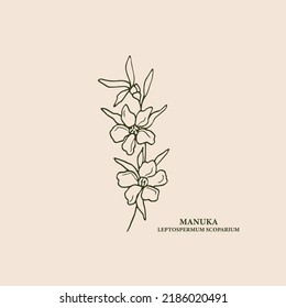 Hand drawn manuka flower illustration