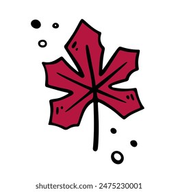 Hand drawn Maple Leaf, autumn leaf. Vector illustration in Doodle style.