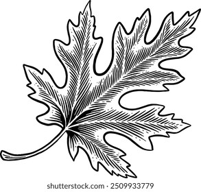 Dibujado a mano Hoja de arce Hoja de otoño Elemento de otoño Ornamento de otoño Decoración de otoño Boceto Ilustración Grabado en madera Antiguas Estilo Vector