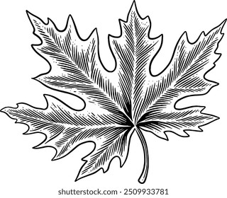 Hand drawn Maple Leaf Autumn Leaf Autumn Element Autumn Ornament Autumn Decor Sketch Illustration Engraving Woodcut Vintage Style Vector