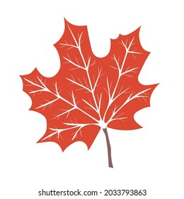 Hand drawn Maple Leaf. Botanical drawing. Element for cards, posters, stickers and professional design. Vector illustration.