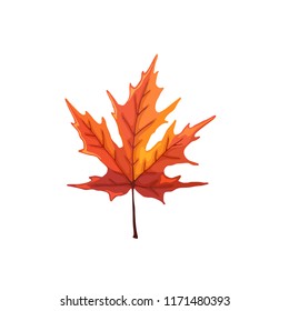 Hand drawn maple leaf. Colorful and bright maple leaf isolated on white background.