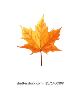 Hand drawn maple leaf. Colorful and bright maple leaf isolated on white background.