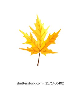 Hand drawn maple leaf. Colorful and bright maple leaf isolated on white background.