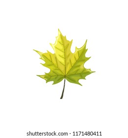 Hand drawn maple leaf. Colorful and bright maple leaf isolated on white background.