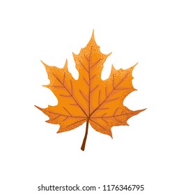 Hand drawn maple leaf. Colorful and bright maple leaf isolated on white background.