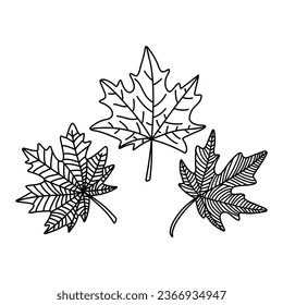 Hand drawn maple leaf doodle outline. Maple leaf in line art style isolated on white background