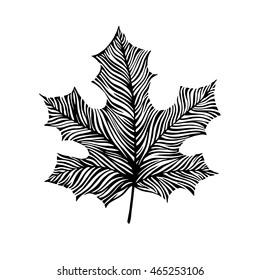 Hand drawn maple leaf. Eco icon. 