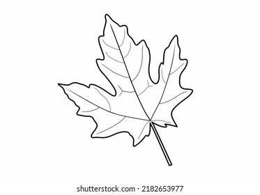 hand drawn maple leaf icon isolated on white background