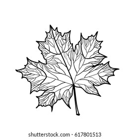 Hand drawn maple leaf isolated. Detailed leaf vector