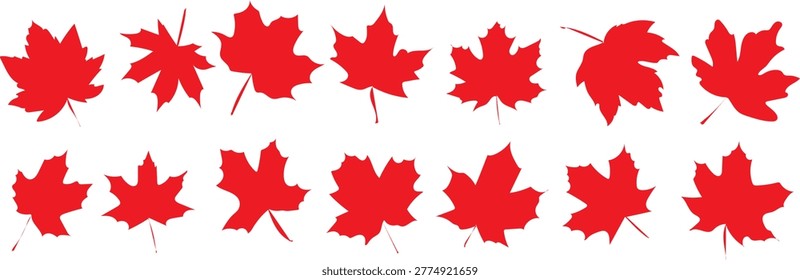 Hand drawn Maple leaf, National symbol of Canada.