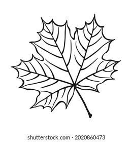 Hand drawn maple leaf outline. Maple leaf in line art style isolated on white background.