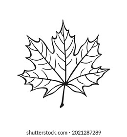 Hand drawn maple leaf outline. Maple leaf in line art style isolated on white background.