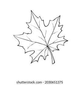 Hand drawn maple leaf outline isolated on white background. Vector symbol of autumn, nature, Canada in doodle style
