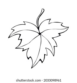 Eslabón de hoja de arce dibujado a mano aislado en fondo blanco. Símbolo vectorial del otoño, naturaleza en estilo doodle