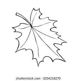 Hand drawn maple leaf outline isolated on white background. Vector symbol of autumn, nature, Canada in doodle style