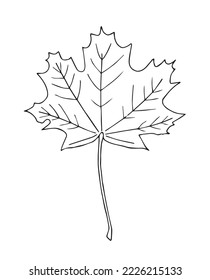 Hand drawn maple leaf outline. Maple leaf in line art style isolated on white background.