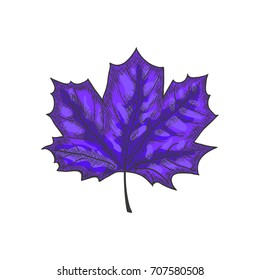 Hand Drawn Maple Leaf Vintage Engrave Sketch. Vector illustration