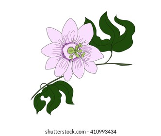 hand drawn maracuja flower, passion flower vector