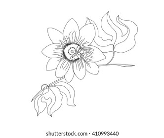 hand drawn maracuja flower, passion flower vector