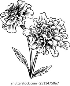 Desenhado à mão Marigold Flor Esboço Ilustração Gravura Woodcut Vintage Estilo Vetor Linha Arte