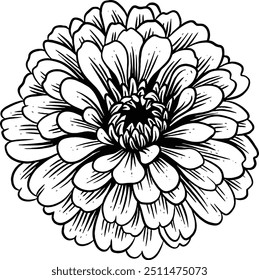 Dibujado a mano Marigold Flower Sketch Ilustración Grabado en madera Antiguas Estilo Vector Línea Arte