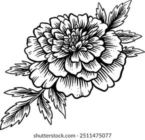 Desenhado à mão Marigold Flor Esboço Ilustração Gravura Woodcut Vintage Estilo Vetor Linha Arte