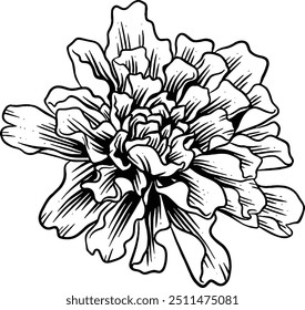 Desenhado à mão Marigold Flor Esboço Ilustração Gravura Woodcut Vintage Estilo Vetor Linha Arte