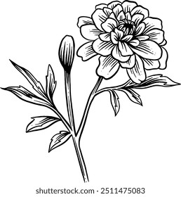 Dibujado a mano Marigold Flower Sketch Ilustración Grabado en madera Antiguas Estilo Vector Línea Arte