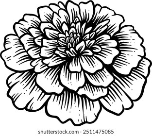 Hand drawn Marigold Flower Sketch Illustration Engraving Woodcut Vintage Style Vector Line Art