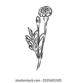 Hand drawn Marigold Flower Sketch Illustration Engraving Woodcut Vintage Style Vector Line Art