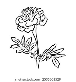 Hand drawn Marigold Flower Sketch Illustration Engraving Woodcut Vintage Style Vector Line Art