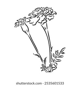 Hand drawn Marigold Flower Sketch Illustration Engraving Woodcut Vintage Style Vector Line Art