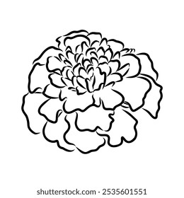 Hand drawn Marigold Flower Sketch Illustration Engraving Woodcut Vintage Style Vector Line Art