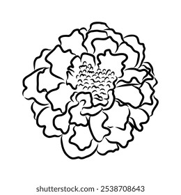 Hand drawn Marigold Flower Sketch Illustration Engraving Woodcut Vintage Style Vector Line Art