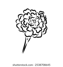 Hand drawn Marigold Flower Sketch Illustration Engraving Woodcut Vintage Style Vector Line Art