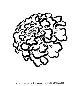 Hand drawn Marigold Flower Sketch Illustration Engraving Woodcut Vintage Style Vector Line Art