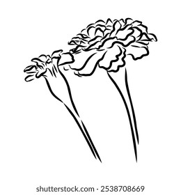 Hand drawn Marigold Flower Sketch Illustration Engraving Woodcut Vintage Style Vector Line Art