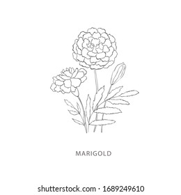 Hand drawn marigold flower.Plant design elements. Botanical logo.