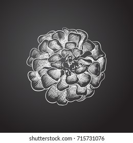 Hand Drawn Marigold Sketch Symbol. Vector Calendula Element In Trendy Style.