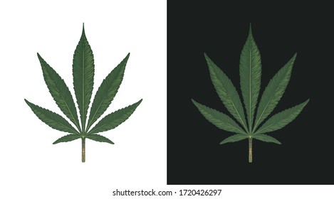 Hand drawn Marijuana leaf. Green Cannabis leaves on white and black background. Vector illustration
