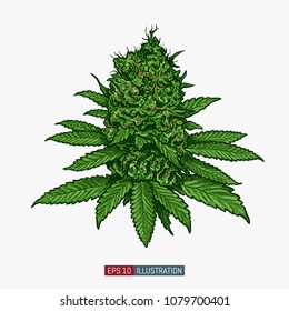 Hand drawn marijuana. Leaves and buds. Cannabis buds isolated. Template for your design works. Engraved style vector illustration.